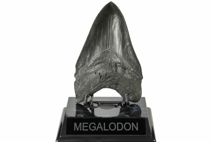 Serrated, Fossil Megalodon Tooth - South Carolina #186048